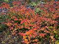 Vine Maple